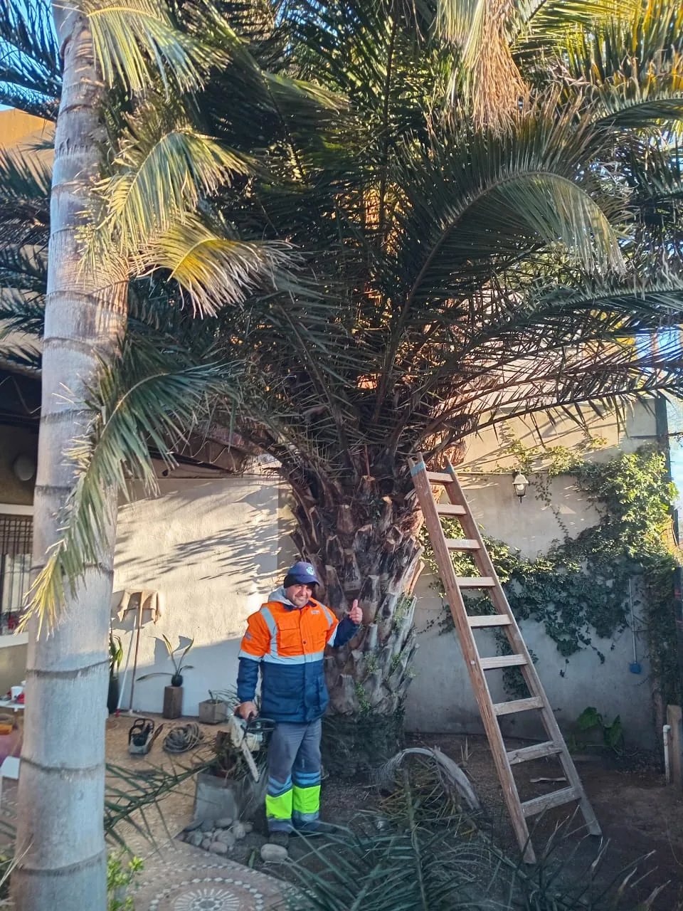 Poda de pinos y palmeras de gran envergadura