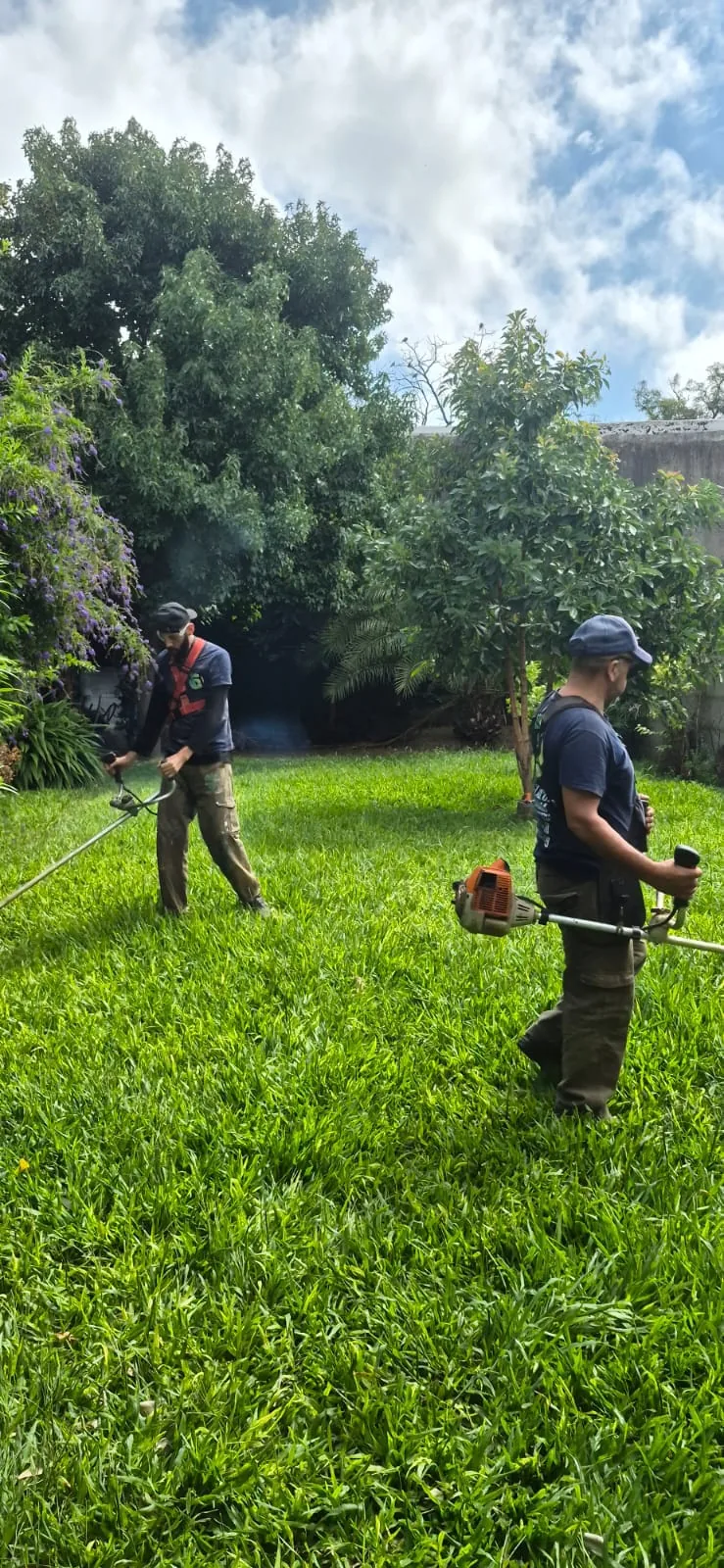 Poda en altura con arnés de seguridad en árbol de gran porte
