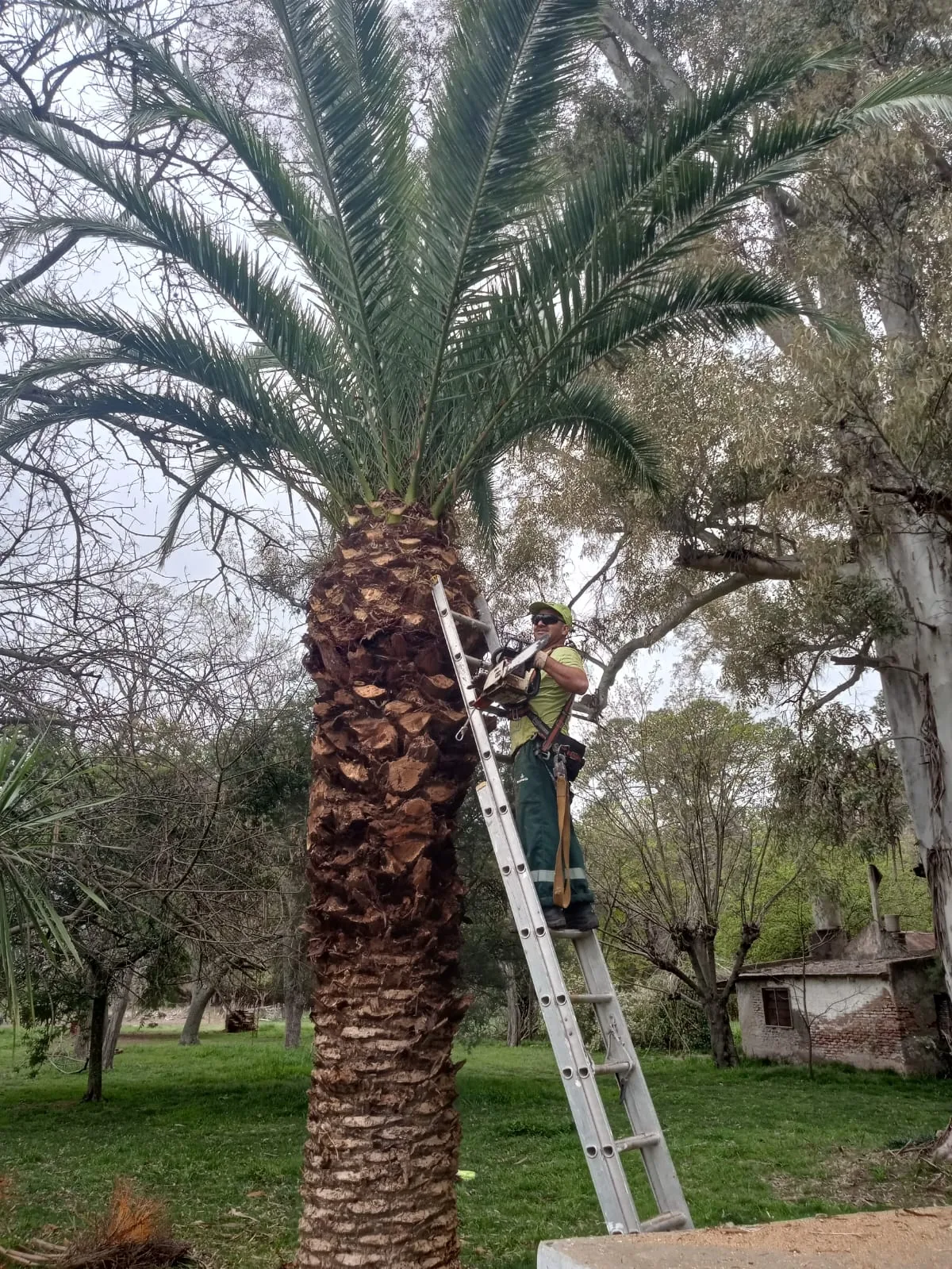 Operativo de apeo seguro y limpieza en terreno