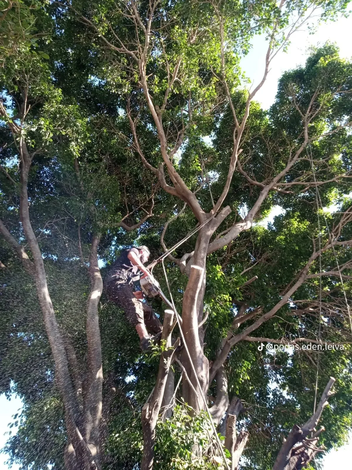 Equipo profesional de poda y jardines en terreno